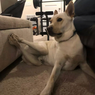 Illustration de l'article : 15 postures canines montrant que nos chiens ont une conception singulière du confort