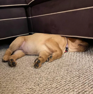 Illustration de l'article : 15 postures canines montrant que nos chiens ont une conception singulière du confort