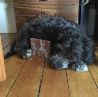 Illustration de l'article : 15 postures canines montrant que nos chiens ont une conception singulière du confort