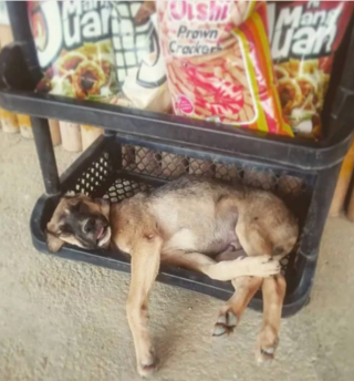 Illustration de l'article : 15 postures canines montrant que nos chiens ont une conception singulière du confort