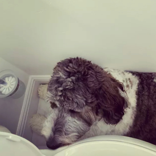 Illustration de l'article : 15 postures canines montrant que nos chiens ont une conception singulière du confort