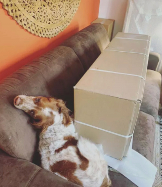 Illustration de l'article : 15 postures canines montrant que nos chiens ont une conception singulière du confort