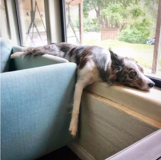 Illustration de l'article : 15 postures canines montrant que nos chiens ont une conception singulière du confort