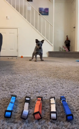 Illustration de l'article : Un jeune Bouvier Australien de 10 semaines ravit le cœur des internautes en choisissant lui-même son prénom (vidéo)