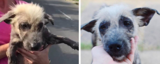 Illustration de l'article : Une seconde chance pour Hilary : quand un cœur généreux change la vie d’une chienne abandonnée