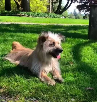 Illustration de l'article : Une seconde chance pour Hilary : quand un cœur généreux change la vie d’une chienne abandonnée