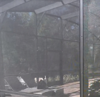 Illustration de l'article : Faites connaissance avec Luna, la chienne Berger Australien qui aime s’offrir des moments de détente dans la piscine de ses voisins (vidéo)