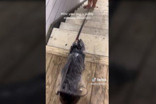 Illustration de l'article : Détestant la pluie, cette chienne refuse de sortir et suscite le rire des internautes sur TikTok (vidéo)