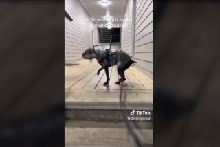 Illustration de l'article : Détestant la pluie, cette chienne refuse de sortir et suscite le rire des internautes sur TikTok (vidéo)