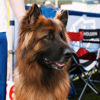 Illustration de l'article : 5 races de chiens qu'une éducatrice canin déconseille aux maîtres novices
