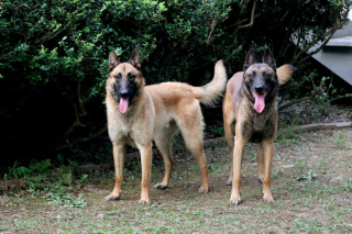 Illustration de l'article : 5 races de chiens qu'une éducatrice canin déconseille aux maîtres novices