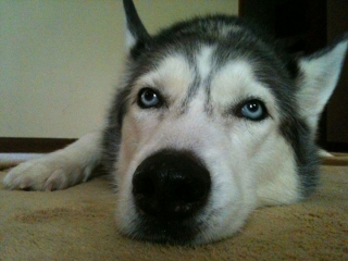 Illustration de l'article : 5 races de chiens qu'une éducatrice canin déconseille aux maîtres novices