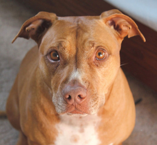 Illustration de l'article : 5 races de chiens qu'une éducatrice canin déconseille aux maîtres novices