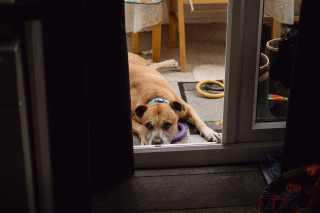 Illustration de l'article : Séparé de son maître à l’âge de 10 ans, ce chien espère trouver un nouveau foyer 