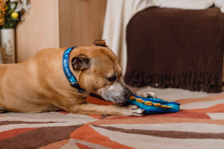Illustration de l'article : Séparé de son maître à l’âge de 10 ans, ce chien espère trouver un nouveau foyer 