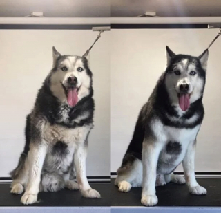 Illustration de l'article : 13 photos illustrant le changement radical d'apparence des Huskies après le toilettage