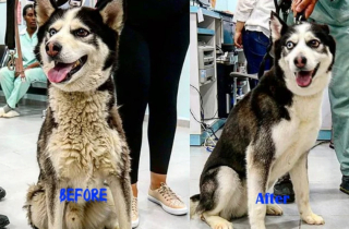 Illustration de l'article : 13 photos illustrant le changement radical d'apparence des Huskies après le toilettage