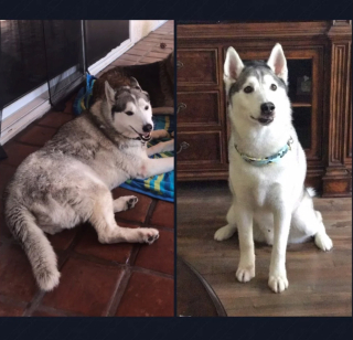Illustration de l'article : 13 photos illustrant le changement radical d'apparence des Huskies après le toilettage