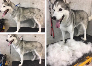 Illustration de l'article : 13 photos illustrant le changement radical d'apparence des Huskies après le toilettage