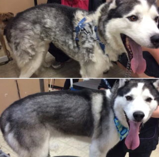Illustration de l'article : 13 photos illustrant le changement radical d'apparence des Huskies après le toilettage