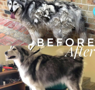 Illustration de l'article : 13 photos illustrant le changement radical d'apparence des Huskies après le toilettage