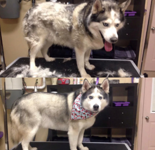 Illustration de l'article : 13 photos illustrant le changement radical d'apparence des Huskies après le toilettage