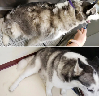 Illustration de l'article : 13 photos illustrant le changement radical d'apparence des Huskies après le toilettage