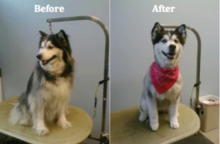 Illustration de l'article : 13 photos illustrant le changement radical d'apparence des Huskies après le toilettage