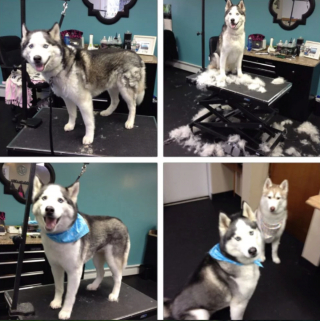 Illustration de l'article : 13 photos illustrant le changement radical d'apparence des Huskies après le toilettage