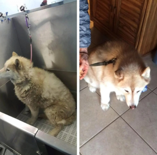 Illustration de l'article : 13 photos illustrant le changement radical d'apparence des Huskies après le toilettage