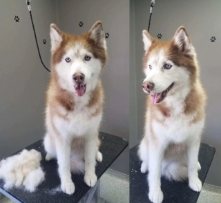 Illustration de l'article : 13 photos illustrant le changement radical d'apparence des Huskies après le toilettage