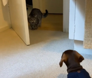 Illustration de l'article : Découvrez Cooper, le chiot Teckel qui a conquis le cœur de son compagnon félin (vidéo)