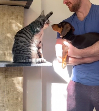 Illustration de l'article : Découvrez Cooper, le chiot Teckel qui a conquis le cœur de son compagnon félin (vidéo)