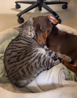 Illustration de l'article : Découvrez Cooper, le chiot Teckel qui a conquis le cœur de son compagnon félin (vidéo)