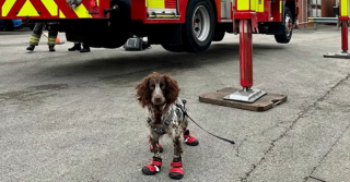 Illustration de l'article : Faites connaissance avec Giddy, la chienne de pompier au flair infaillible, entraînée pour retrouver les criminels pyromanes (vidéo)