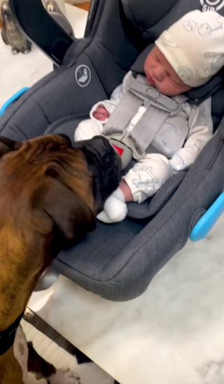 Illustration de l'article : L’amour fraternel d’un Boxer envers son « frère » humain, dernier-né de la famille (vidéo)
