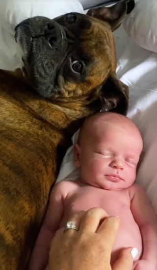 Illustration de l'article : L’amour fraternel d’un Boxer envers son « frère » humain, dernier-né de la famille (vidéo)