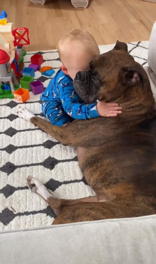 Illustration de l'article : L’amour fraternel d’un Boxer envers son « frère » humain, dernier-né de la famille (vidéo)