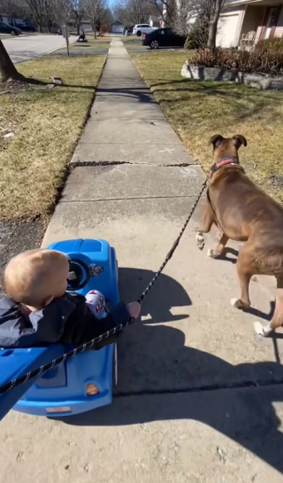 Illustration de l'article : L’amour fraternel d’un Boxer envers son « frère » humain, dernier-né de la famille (vidéo)