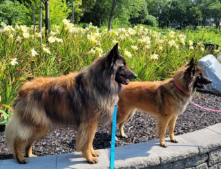 Illustration de l'article : 20 photos c&eacute;l&eacute;brant la beaut&eacute; &eacute;blouissante du Tervueren, Berger Belge aux qualit&eacute;s multiples