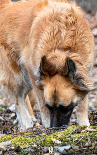 Illustration de l'article : 20 photos c&eacute;l&eacute;brant la beaut&eacute; &eacute;blouissante du Tervueren, Berger Belge aux qualit&eacute;s multiples