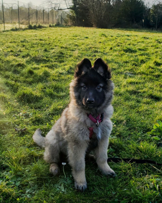 Illustration de l'article : 20 photos c&eacute;l&eacute;brant la beaut&eacute; &eacute;blouissante du Tervueren, Berger Belge aux qualit&eacute;s multiples
