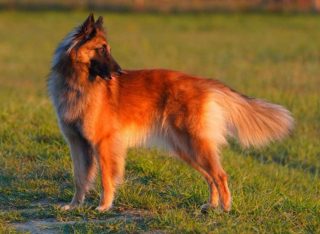 Illustration de l'article : 20 photos c&eacute;l&eacute;brant la beaut&eacute; &eacute;blouissante du Tervueren, Berger Belge aux qualit&eacute;s multiples