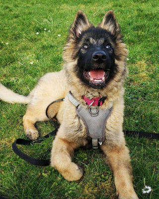 Illustration de l'article : 20 photos c&eacute;l&eacute;brant la beaut&eacute; &eacute;blouissante du Tervueren, Berger Belge aux qualit&eacute;s multiples