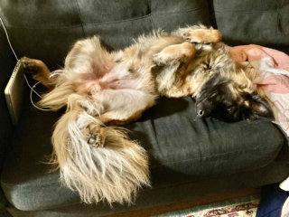 Illustration de l'article : 20 photos c&eacute;l&eacute;brant la beaut&eacute; &eacute;blouissante du Tervueren, Berger Belge aux qualit&eacute;s multiples