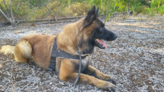 Illustration de l'article : 20 photos c&eacute;l&eacute;brant la beaut&eacute; &eacute;blouissante du Tervueren, Berger Belge aux qualit&eacute;s multiples