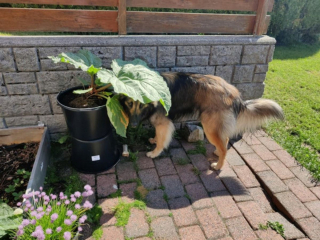 Illustration de l'article : 20 photos c&eacute;l&eacute;brant la beaut&eacute; &eacute;blouissante du Tervueren, Berger Belge aux qualit&eacute;s multiples