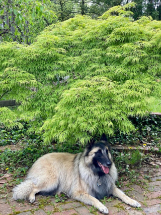 Illustration de l'article : 20 photos c&eacute;l&eacute;brant la beaut&eacute; &eacute;blouissante du Tervueren, Berger Belge aux qualit&eacute;s multiples