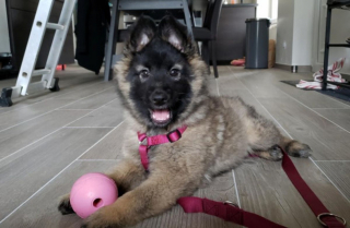 Illustration de l'article : 20 photos c&eacute;l&eacute;brant la beaut&eacute; &eacute;blouissante du Tervueren, Berger Belge aux qualit&eacute;s multiples