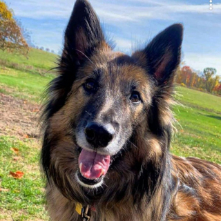 Illustration de l'article : 20 photos c&eacute;l&eacute;brant la beaut&eacute; &eacute;blouissante du Tervueren, Berger Belge aux qualit&eacute;s multiples